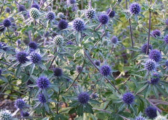 blue eryngo